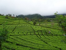 champs de thé et source